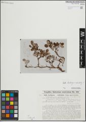 Foto von Salix herbacea L. x Salix reticulata L.